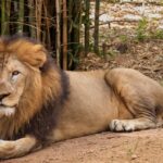 The number of Asiatic lions in India has increased significantly to 891