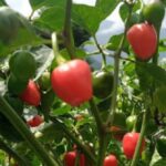 The state’s fiery “Dalle Khursani” is cultivated by Sikkim’s Dzongu admin center