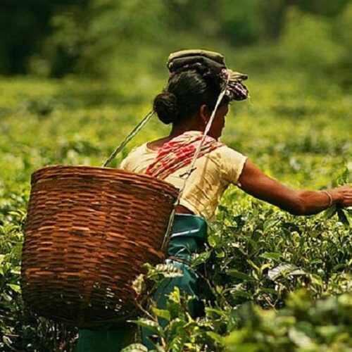 An advisory meeting on the growth of small tea growers in BTR is held by Grameen Sahara