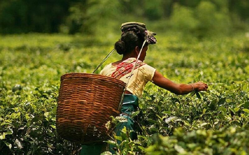 An advisory meeting on the growth of small tea growers in BTR is held by Grameen Sahara