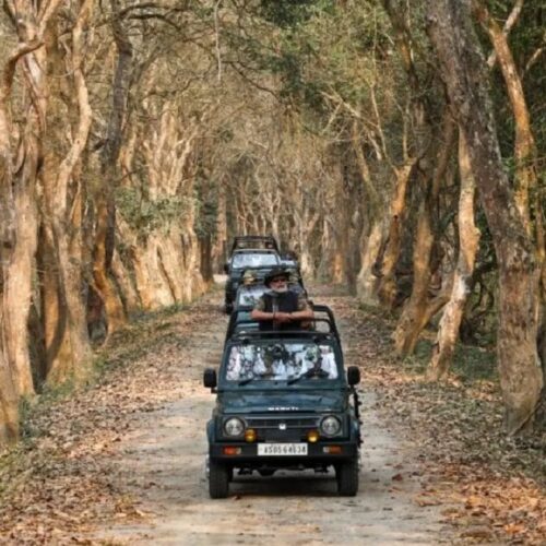 Due to bad weather, the Jeep Safari in Kaziranga will be suspended starting on May 19