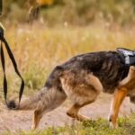 After ten years of duty, Kaziranga’s heroic sniffer dog ‘K9 Karina’ passes away