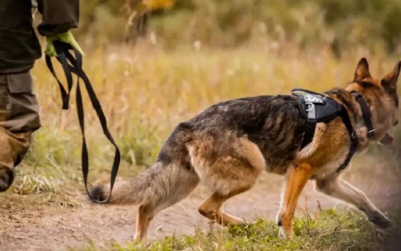 After ten years of duty, Kaziranga’s heroic sniffer dog ‘K9 Karina’ passes away