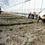 About 76,000 farmers would be empowered by Sikkim’s Viksit Krishi Sankalp Abhiyan