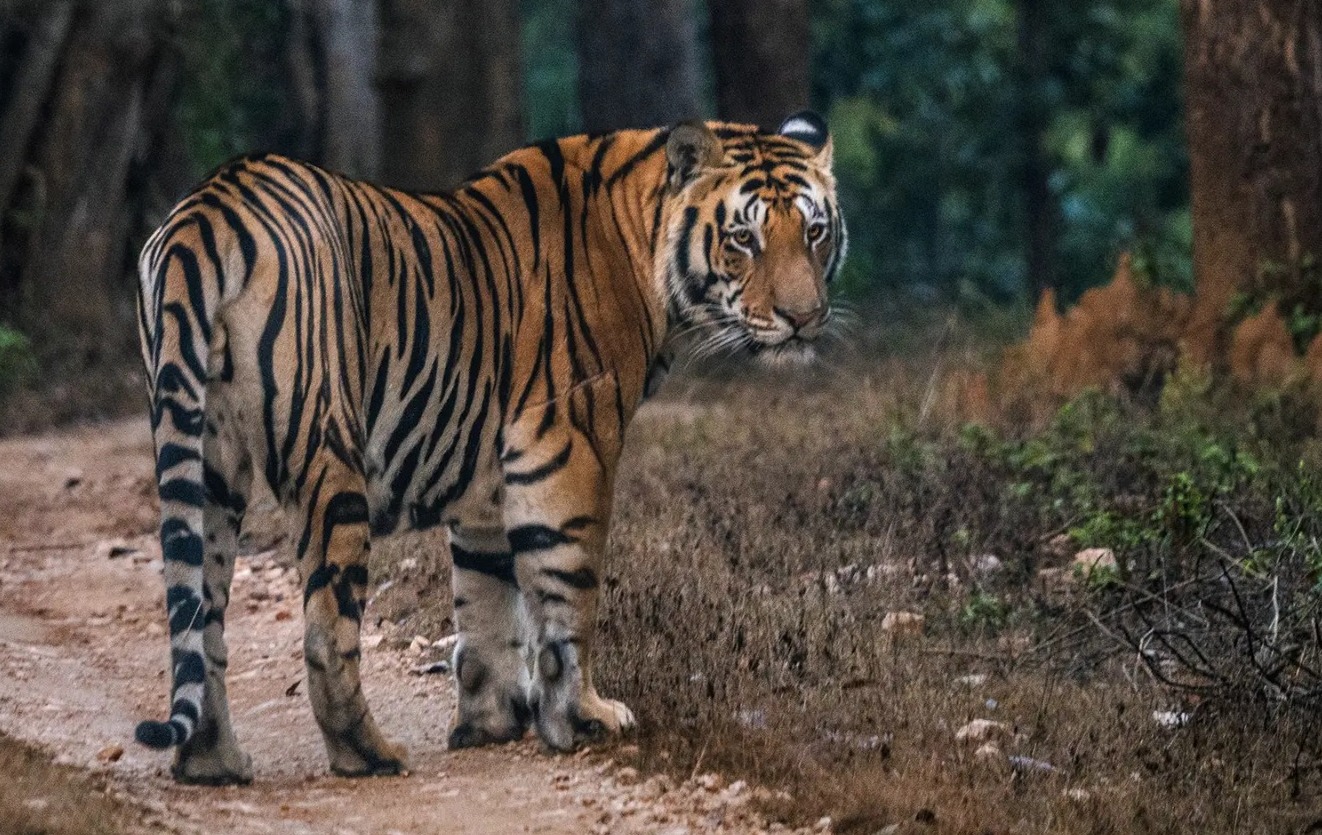 Assam has the thirdhighest tiger density, and Himanta promises to