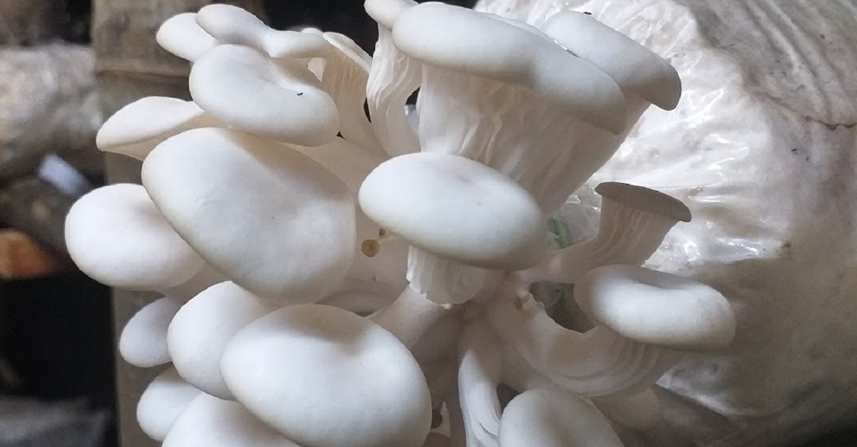 Beekeeping and mushroom cultivation training course is started by ...
